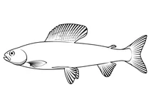 Харіус сибірський (thymallus arcticus)