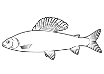 Харіус європейський (thymallus thymallus)