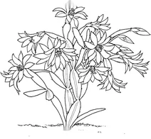 Хатіора