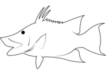 Хогфіш (lachnolaimus maximus)