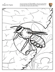 Холодна листорізна бджола (megachile frigida)