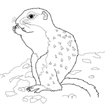 Ховрах арктичний
