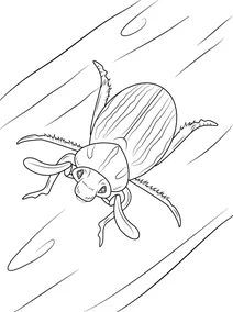 Хрущ десятилінійний (polyphylla decimlineata)