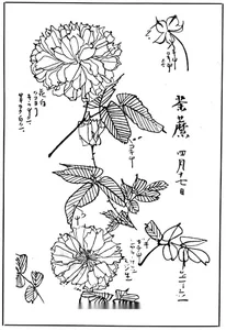 Хризантема 1