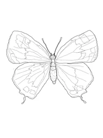 Хвостюшка колорадська” hypaurotis crysalus