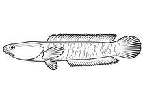 Кільцевий змієголов (channa marulius ophiocephalus)