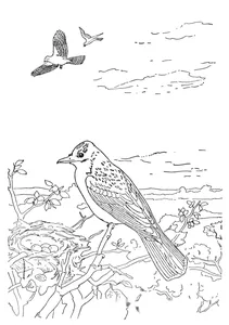 Kingbird