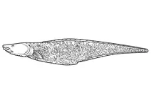 Кінгкліп (genypterus capensis)