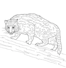Кіт-рибалка