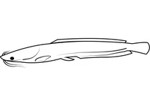 Кларій ходячий (clarias batrachus)