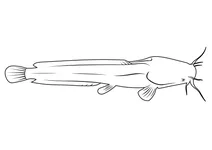Кларій нільський (clarias gariepinus)