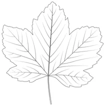 Кленовий лист явора