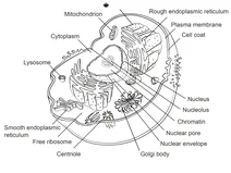 Клітина людини