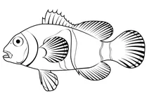 Клоун помаранчовий (amphiprion percula)