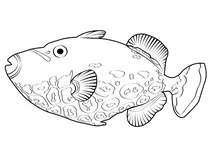 Клоунський тригер (balistoides conspicillum)