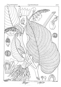 Klugia noloniana