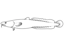 Кликач антарктичний (dissostichus mawsoni)