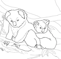 Коала-мати із дитинчам