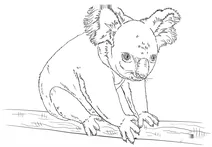 Коала на гілці