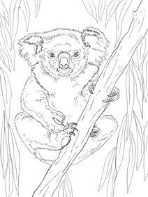 Коала (самка)