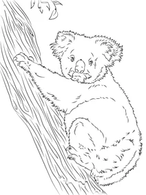 Коала вилазить на дерево