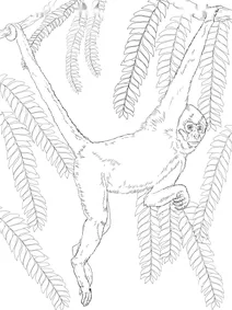 Коата жоффруа