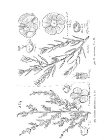 Kochia brevifolia та kochia dicoptera