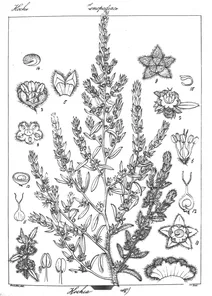 Kochia indica