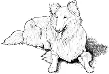Коллі