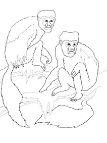 Колобус