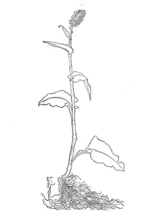 Колубріна (colubrina)