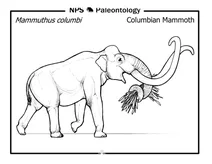Колумбійський мамонт (mammuthus columbi)