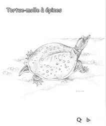 Колюча м’якошкіра черепаха