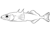 Колючка триголкова (gasterosteus aculeatus)