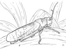 Коник-привид” (aularches miliaris)