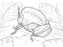 Коник справжній teratodes monticollis