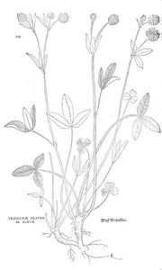 Конюшина луговa (trifolium pratense, біла)