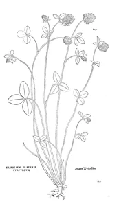Конюшина луговa (trifolium pratense, пурпурна)