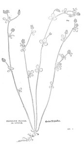 Конюшина луговa (trifolium pratense, жовта)