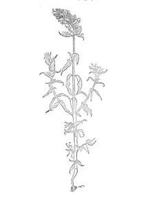 Конюшина (trifolium majus)