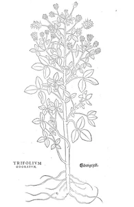 Конюшина (trifolium odoratum, ароматна)