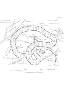 Кораловий аспід