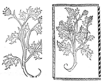 Корбель крут, 1497-1500