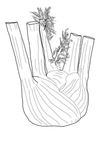 Корінь фенхеля