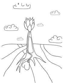 Корінь кохання