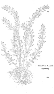 Корінь родії