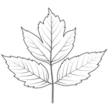 Коробчатий лист бузини