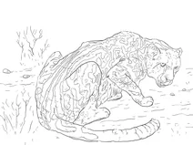 Королівський гепард