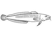 Королівський вітінг (sillaginodes punctatus)