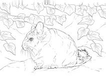 Короткохвоста шиншила